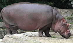 File:Hippopotamus.jpg